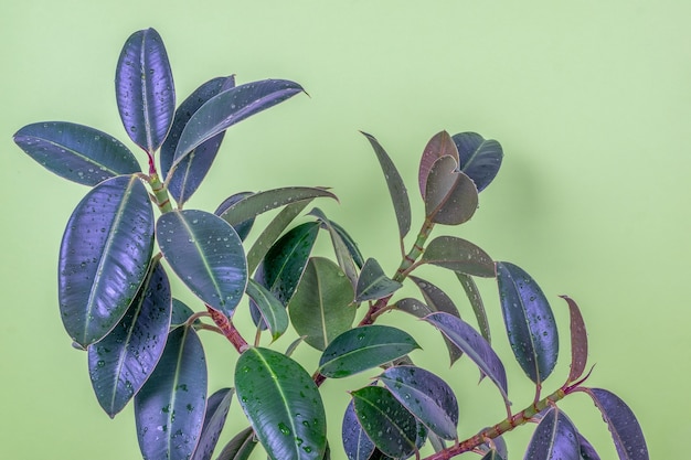 Close-up di un ficus gomma resiliente cultivar albero Melanie piante su uno sfondo verde chiaro.