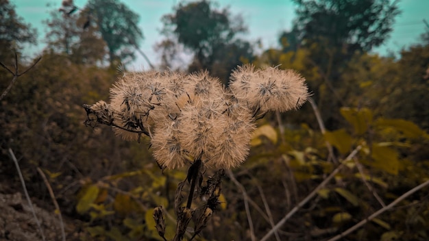 Close-up di un fiore appassito sul campo