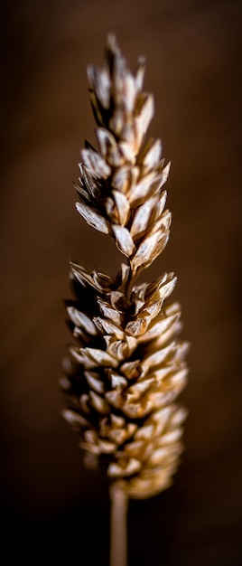 Close-up di un fiore appassito