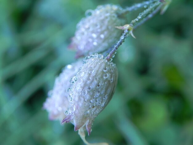 Close-up di un fiore bagnato