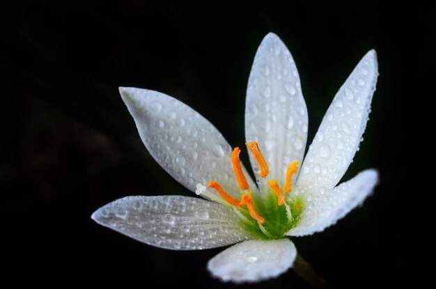 Close-up di un fiore bianco bagnato su uno sfondo nero