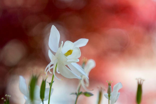 Close-up di un fiore bianco che cresce all'aperto