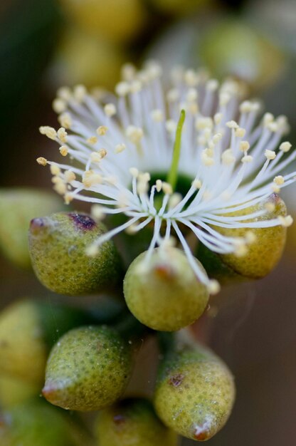 Close-up di un fiore bianco che cresce sulla pianta