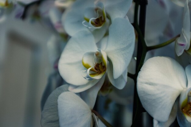 Close-up di un fiore bianco che fiorisce all'aperto