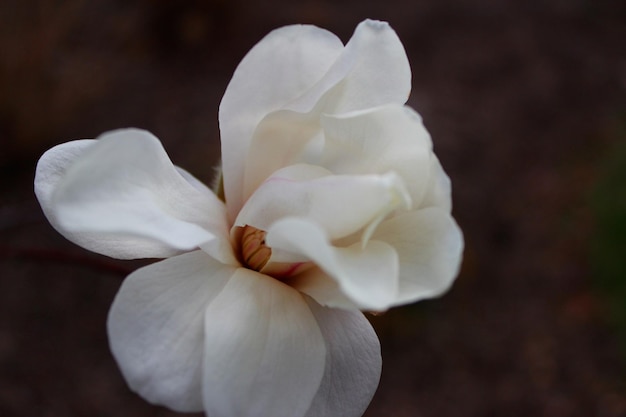 Close-up di un fiore bianco che fiorisce in un parco