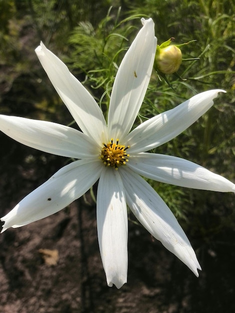 Close-up di un fiore bianco in fiore all'aperto