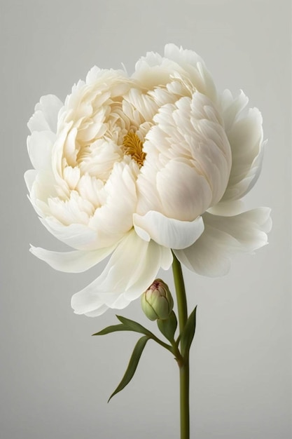 Close up di un fiore bianco in un vaso ai generativa