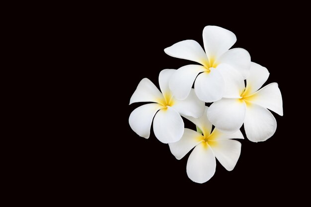 Close-up di un fiore bianco su uno sfondo nero