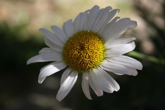 Close-up di un fiore bianco