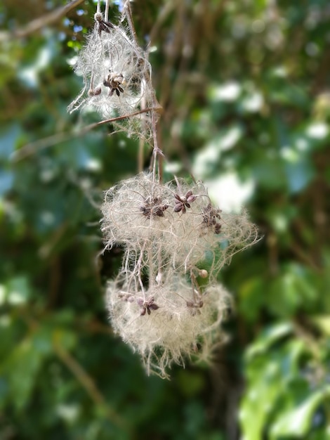 Close-up di un fiore che cresce su un albero