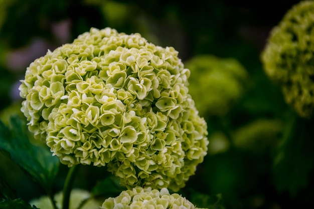 Close-up di un fiore che fiorisce all'aperto