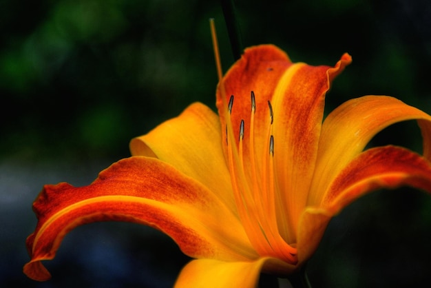 Close-up di un fiore che fiorisce all'aperto