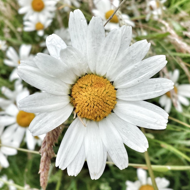 Close-up di un fiore che fiorisce in un parco