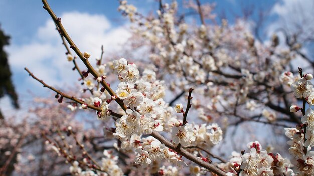 Close-up di un fiore che fiorisce sull'albero
