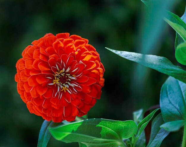 Close-up di un fiore d'arancia rosso