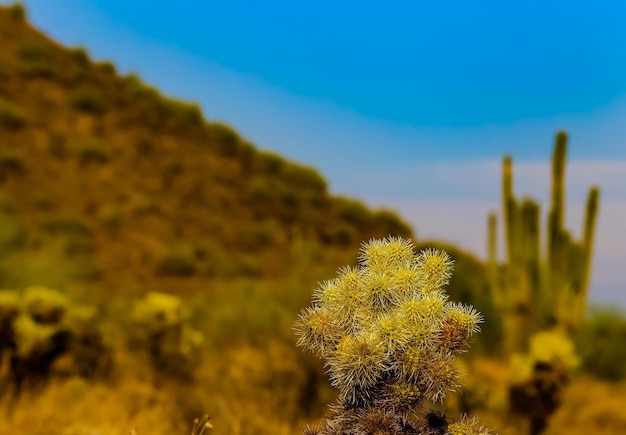 Close-up di un fiore di cactus fresco contro il cielo