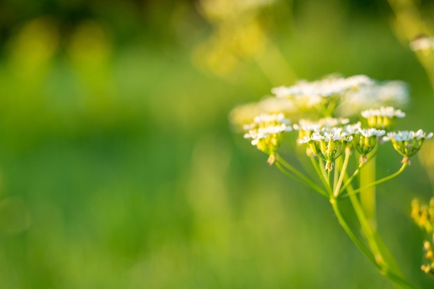 Close-up di un fiore di campo in fiore pastinaca al tramonto. Sfondo floreale. estate. Copia spazio