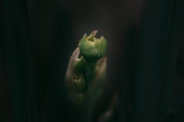 Close-up di un fiore di cipolla