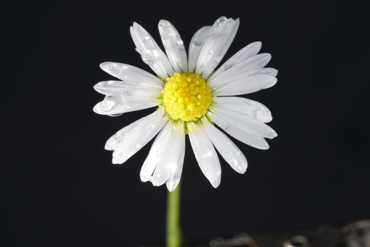 Foto close-up di un fiore di margherita bianca su uno sfondo nero
