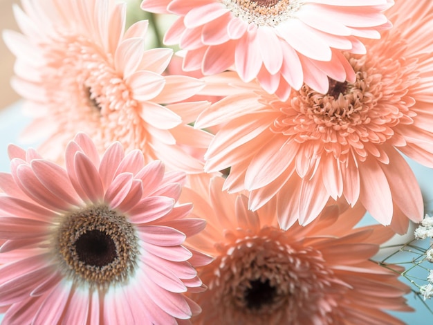 Close-up di un fiore di margherita rosa
