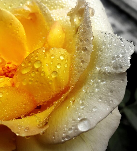 Close-up di un fiore di rosa giallo bagnato