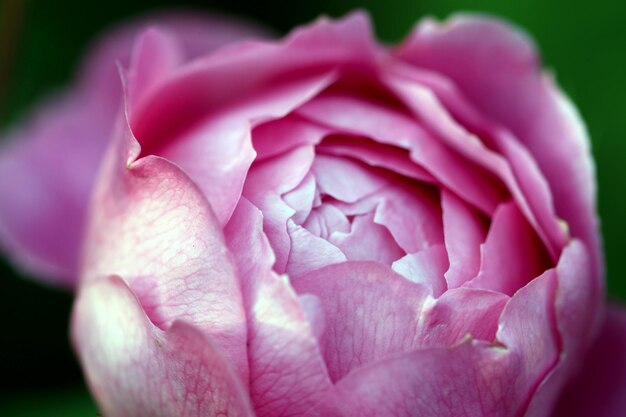 Close-up di un fiore di rosa rosa