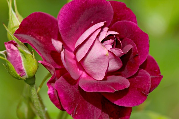 Close-up di un fiore di rosa rosa