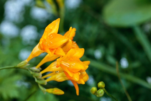 Close-up di un fiore giallo bagnato