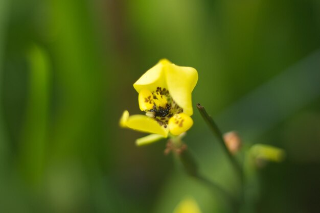 Close-up di un fiore giallo che fiorisce all'aperto