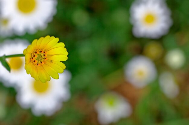 Close-up di un fiore giallo che fiorisce all'aperto