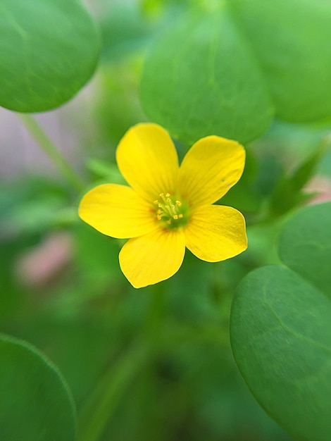 Close-up di un fiore giallo che fiorisce all'aperto