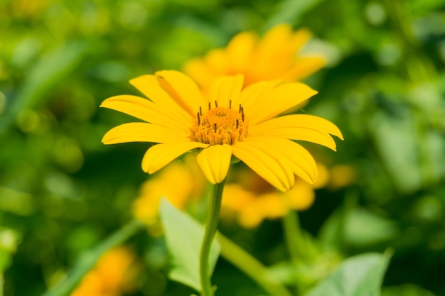 Close-up di un fiore giallo che fiorisce all'aperto