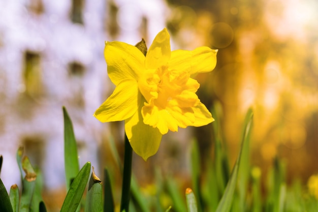 Close-up di un fiore giallo che fiorisce all'aperto
