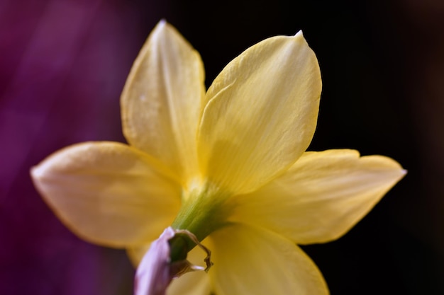 Close-up di un fiore giallo che fiorisce all'aperto