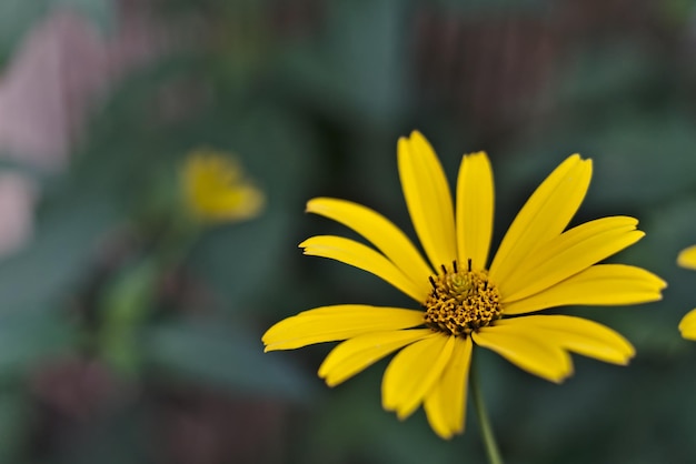 Close-up di un fiore giallo che fiorisce all'aperto