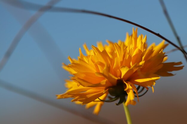 Close-up di un fiore giallo contro il cielo