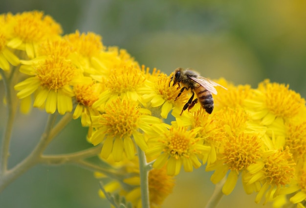Close-up di un fiore giallo impollinato dalle api