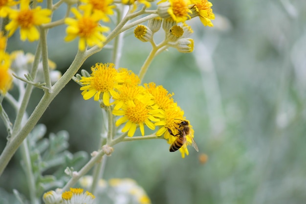 Close-up di un fiore giallo impollinato dalle api