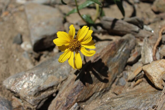 Close-up di un fiore giallo su una roccia