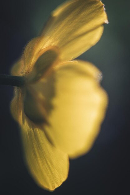 Close-up di un fiore giallo su uno sfondo nero