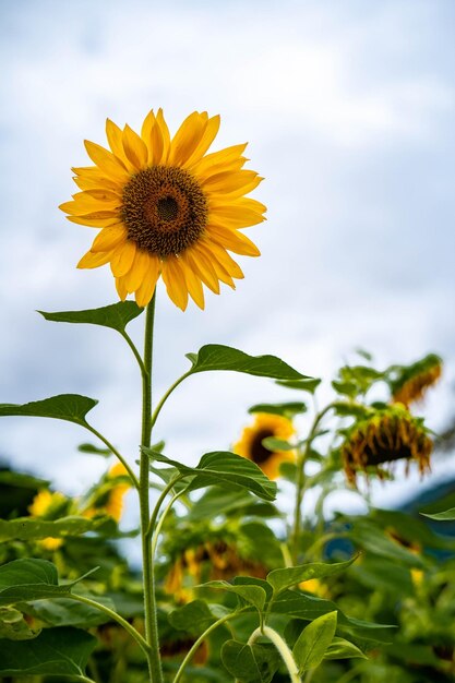 Close-up di un fiore giallo sul campo contro il cielo