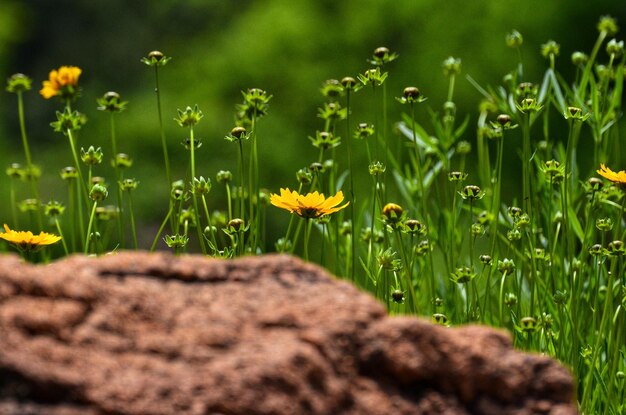 Close-up di un fiore giallo sul campo