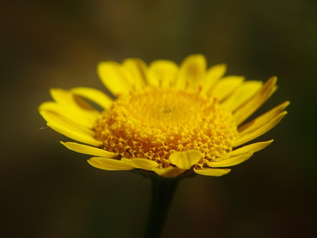 Close-up di un fiore giallo sullo sfondo sfocato