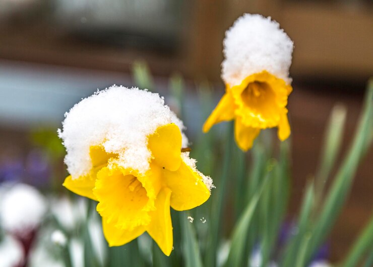Foto close-up di un fiore giallo sullo sfondo sfocato