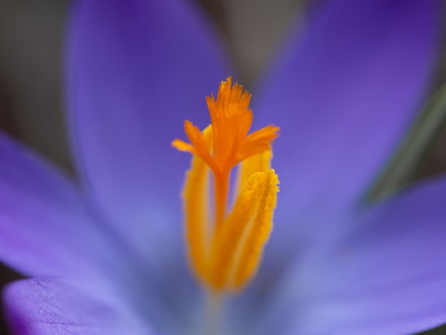 Close-up di un fiore giallo sullo sfondo sfocato