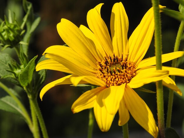 Close-up di un fiore giallo