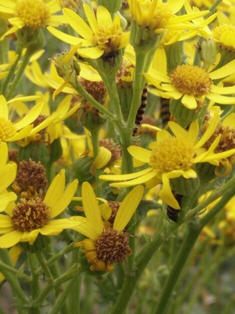 Close-up di un fiore giallo