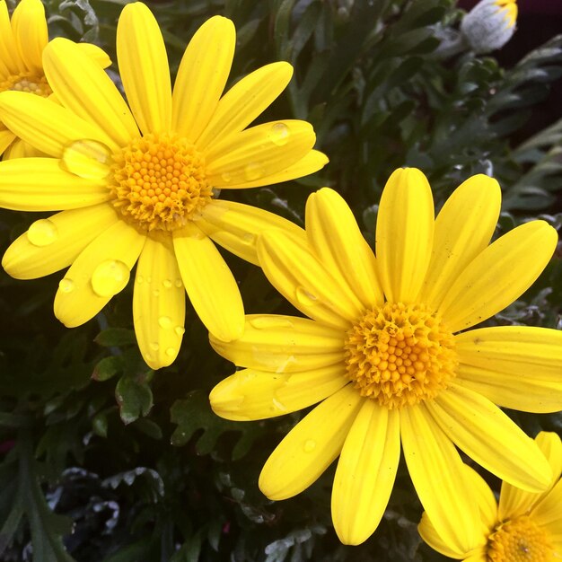 Close-up di un fiore giallo