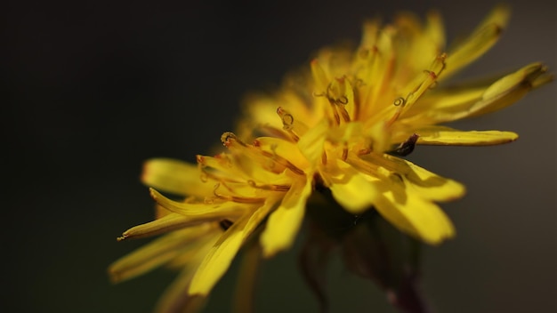 Close-up di un fiore giallo