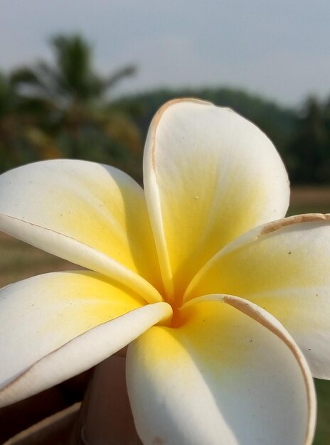 Close-up di un fiore giallo